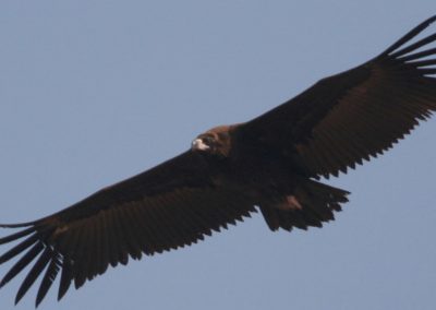 Aegypius Monachus: his last resort