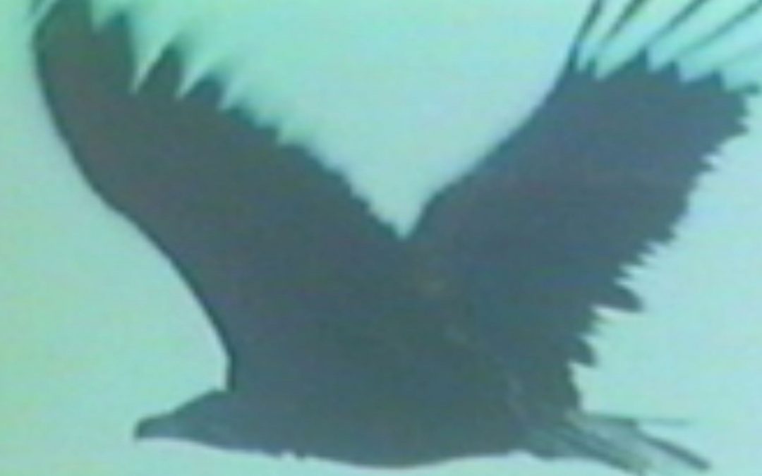 A flying nightmare